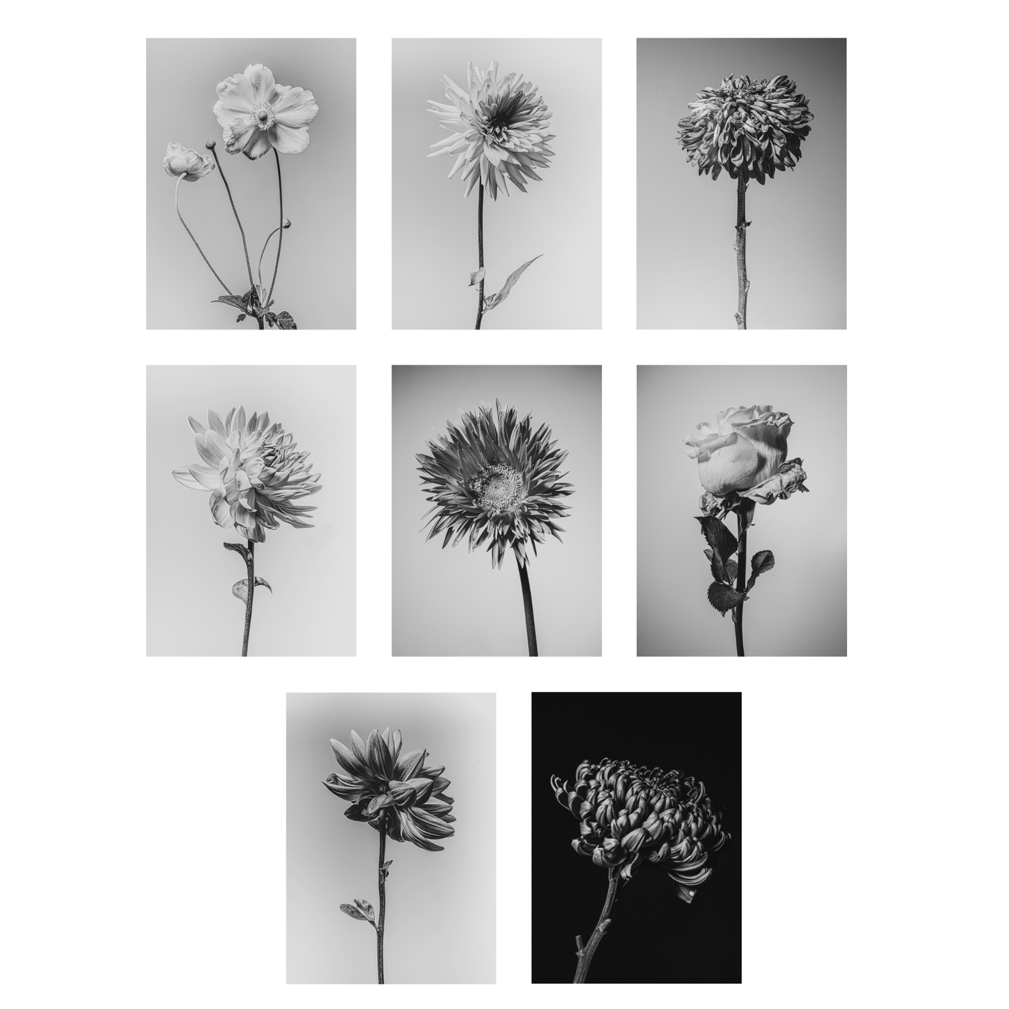 Unieke set bloemen kaarten "flower fine arts"