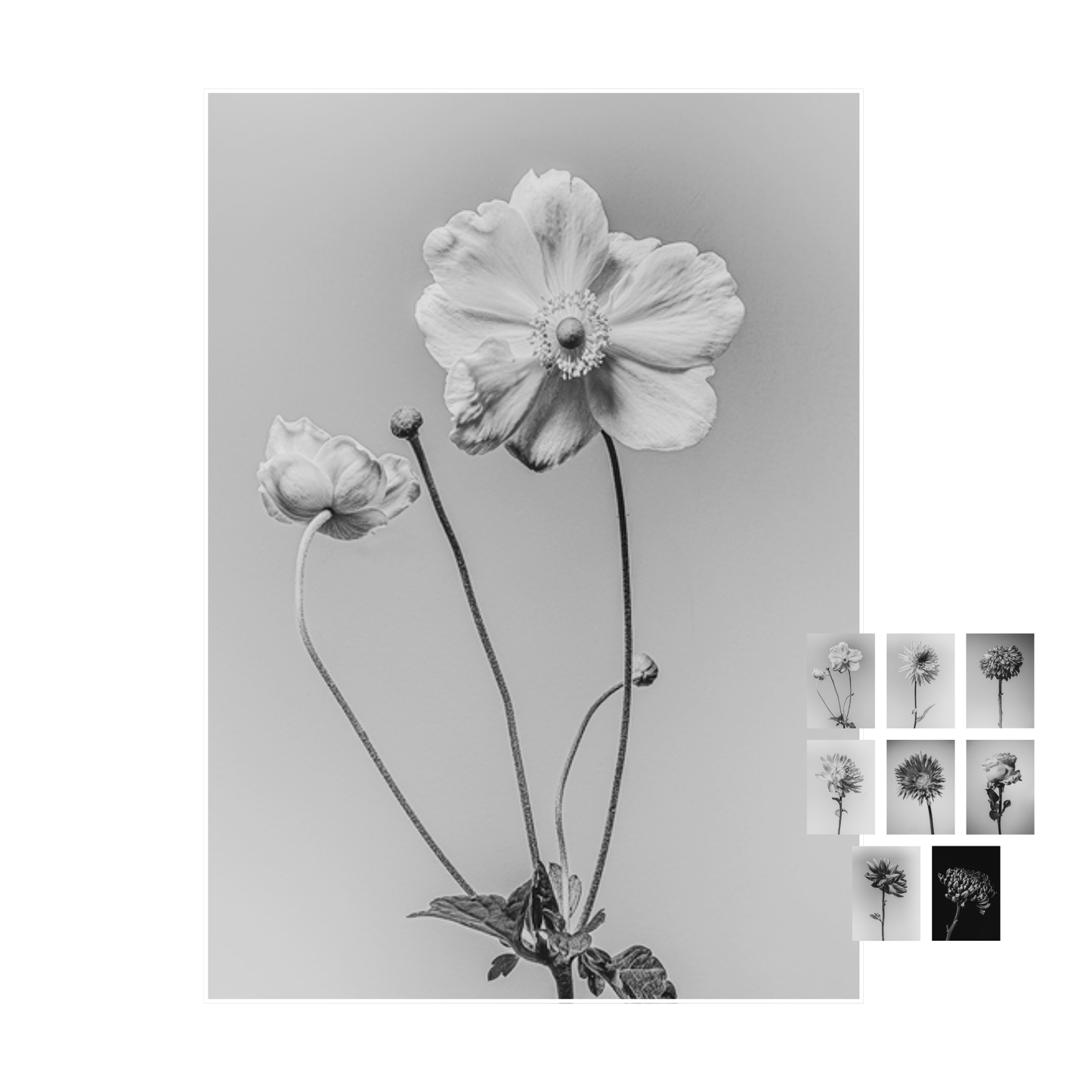 Unieke set bloemen kaarten "flower fine arts"
