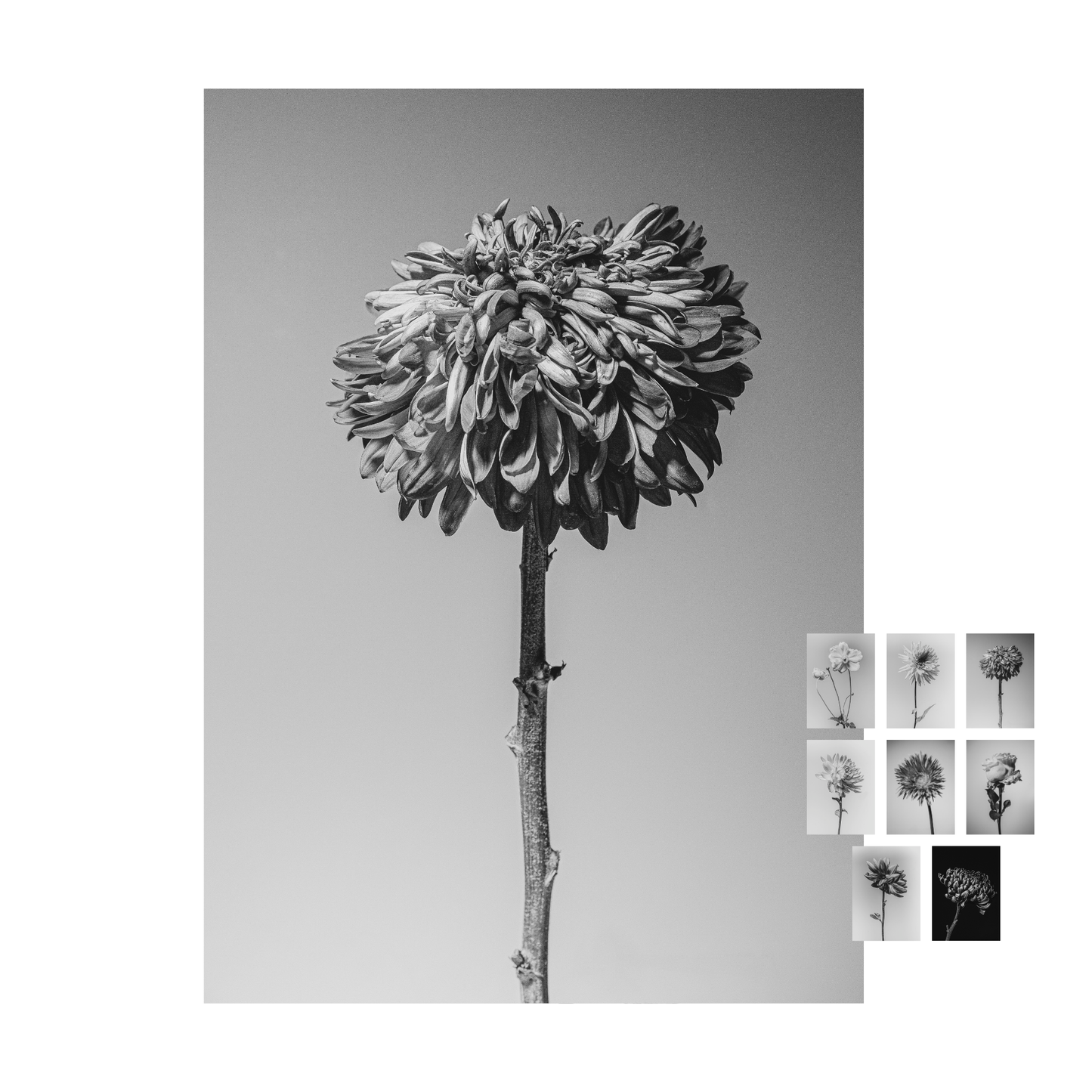 Unieke set bloemen kaarten "flower fine arts"