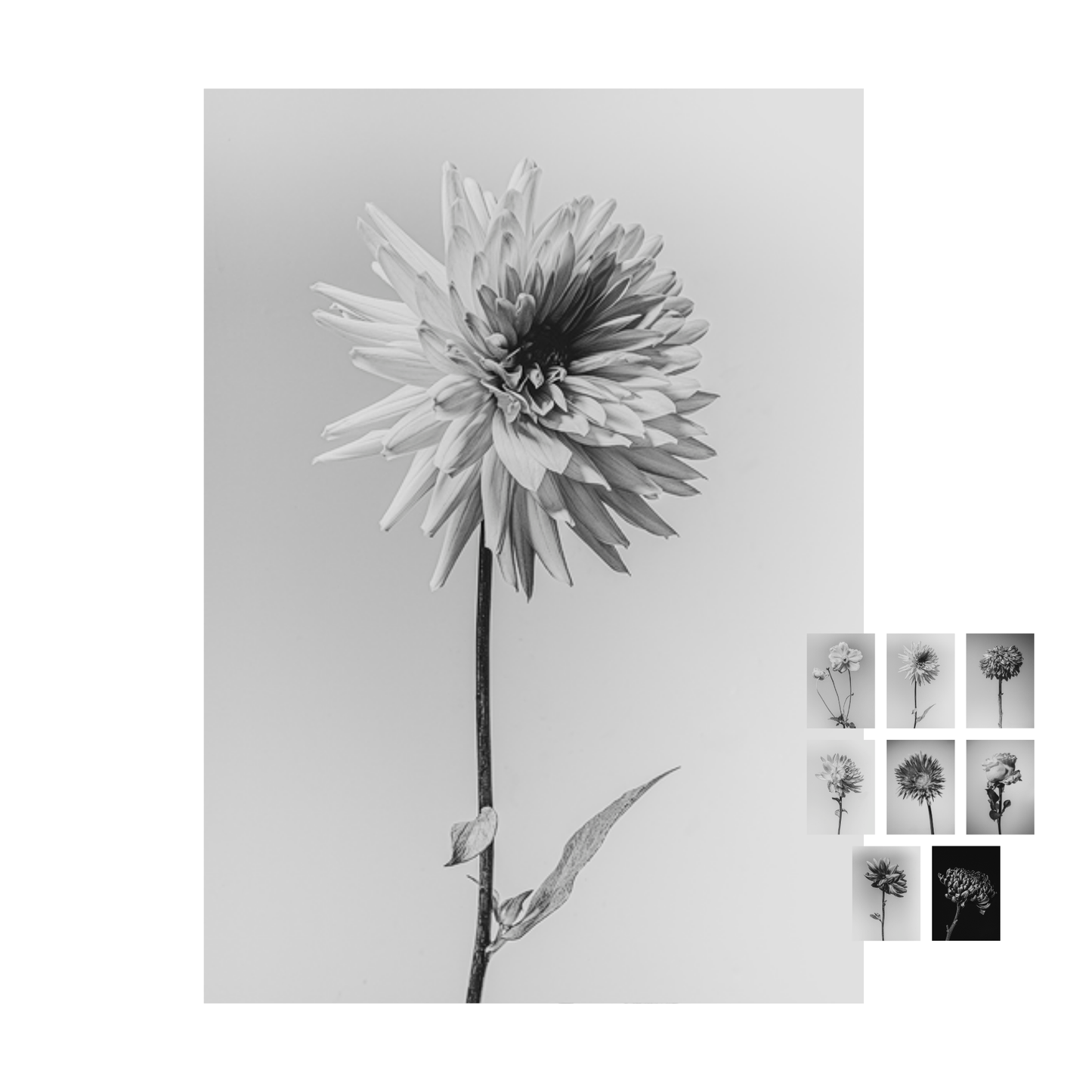 Unieke set bloemen kaarten "flower fine arts"