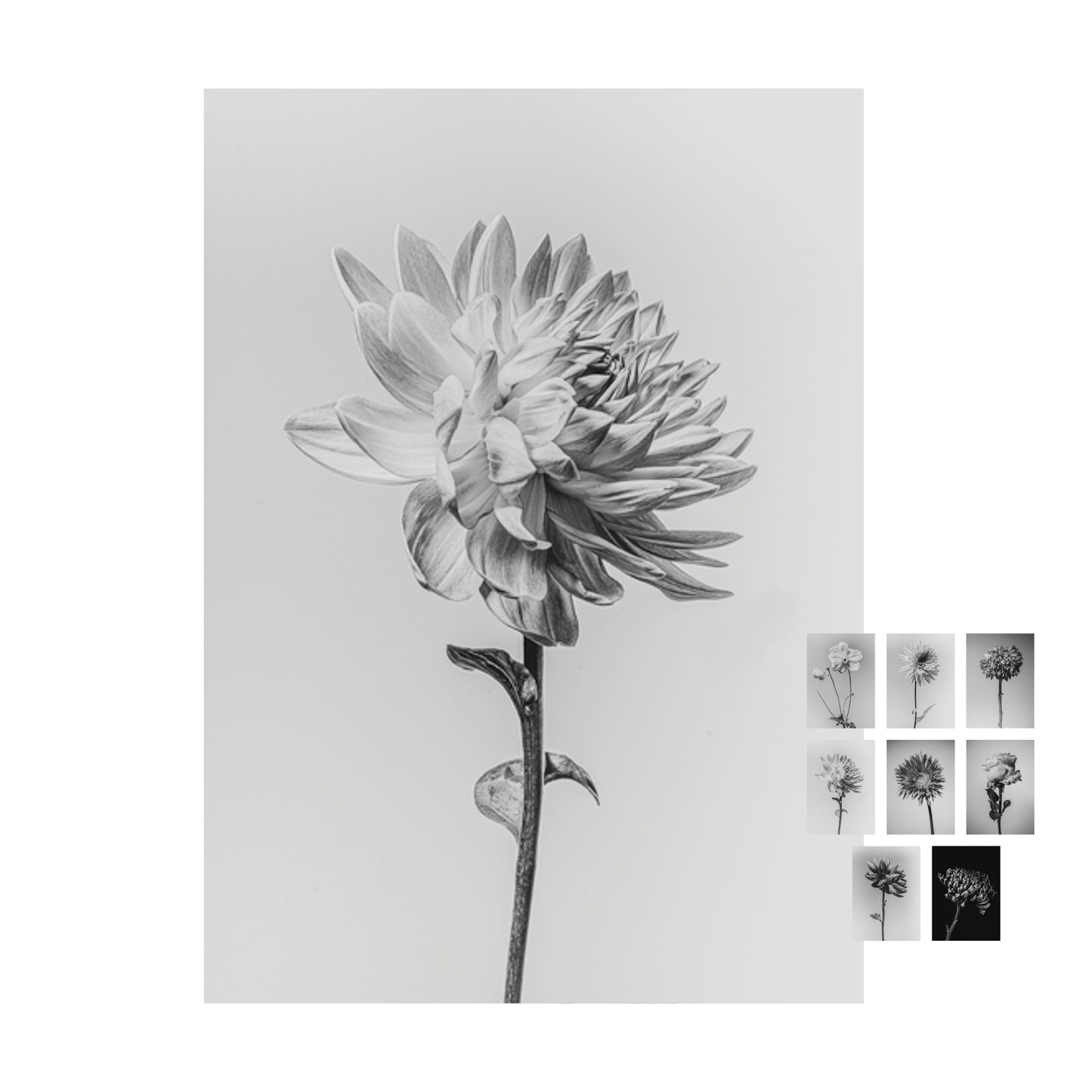 Unieke set bloemen kaarten "flower fine arts"