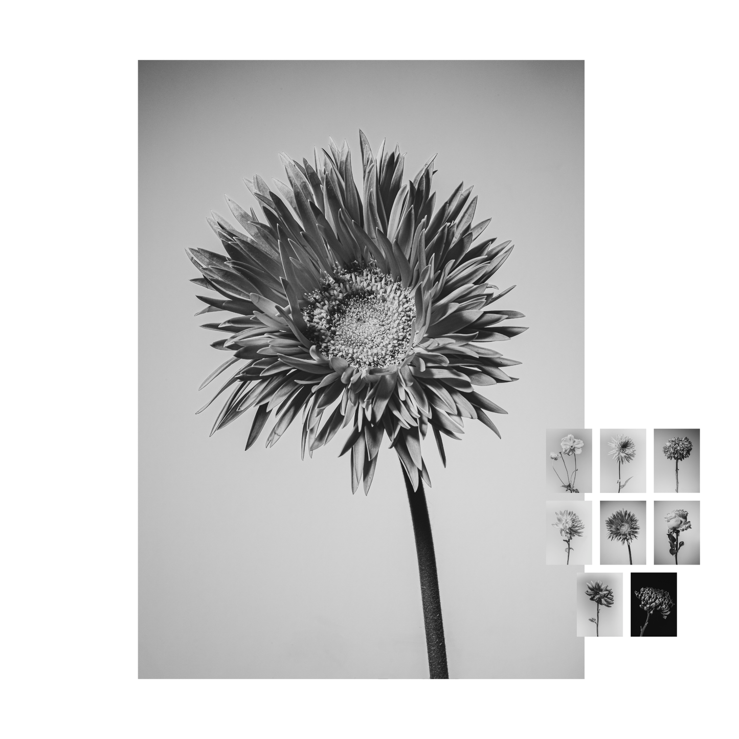 Unieke set bloemen kaarten "flower fine arts"