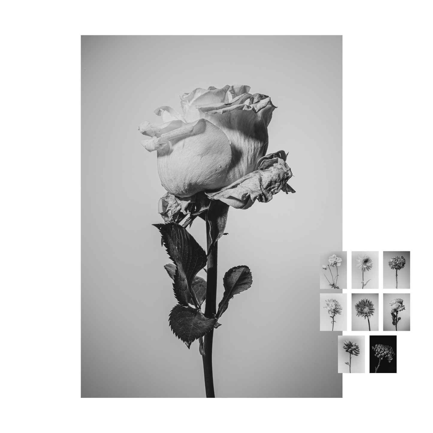 Unieke set bloemen kaarten "flower fine arts"