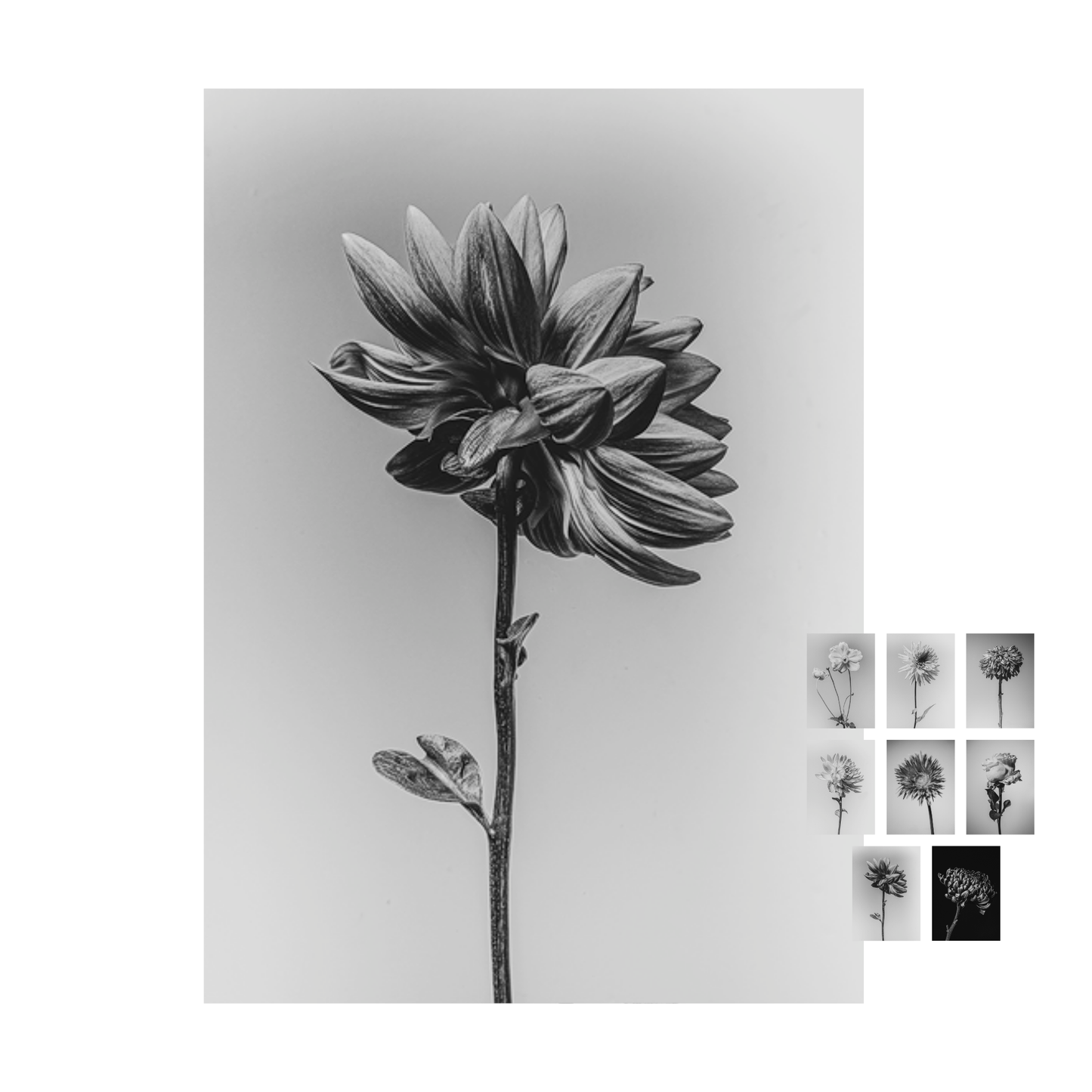 Unieke set bloemen kaarten "flower fine arts"