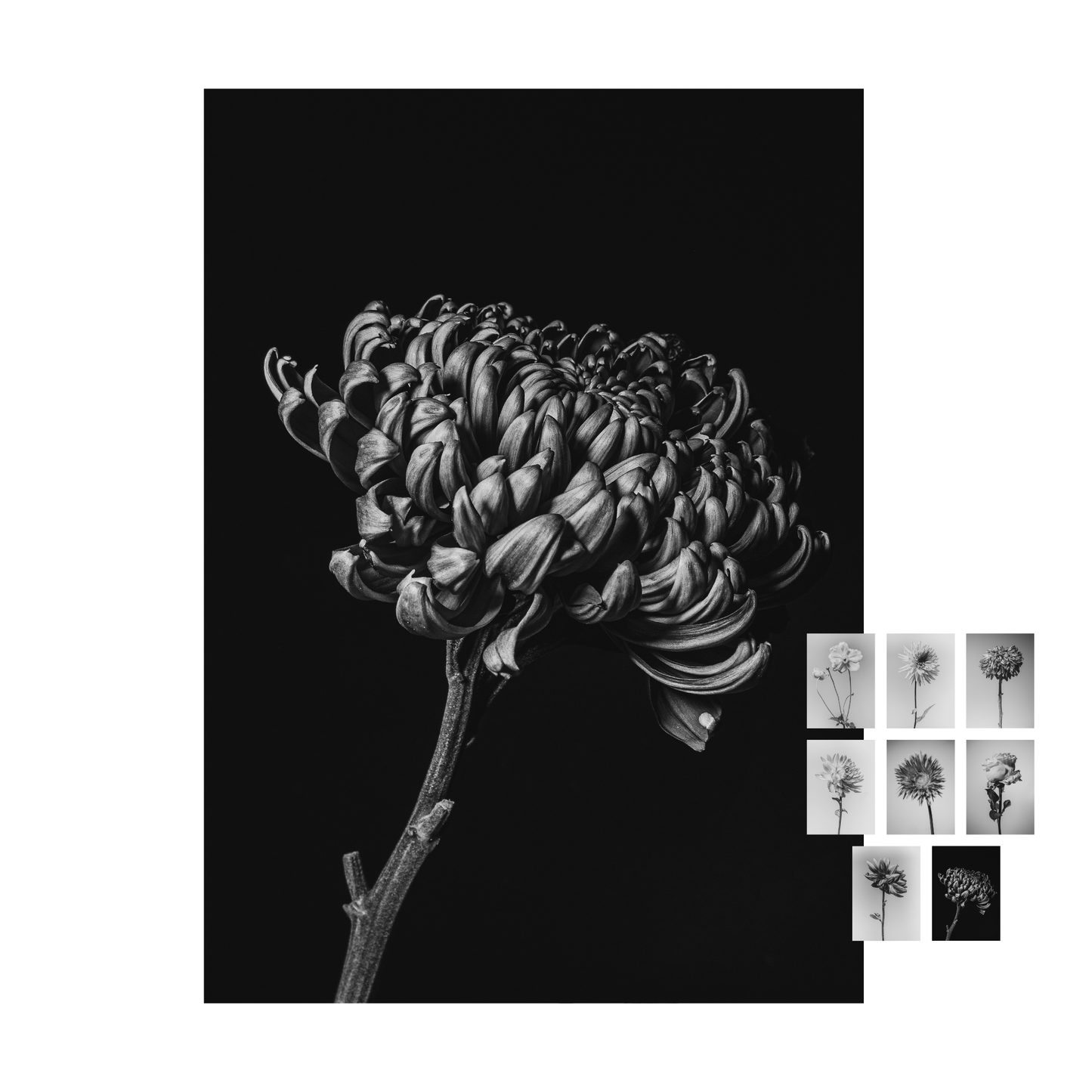 Unieke set bloemen kaarten "flower fine arts"