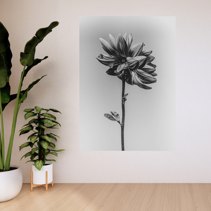 Bloem "De Dahlia I"