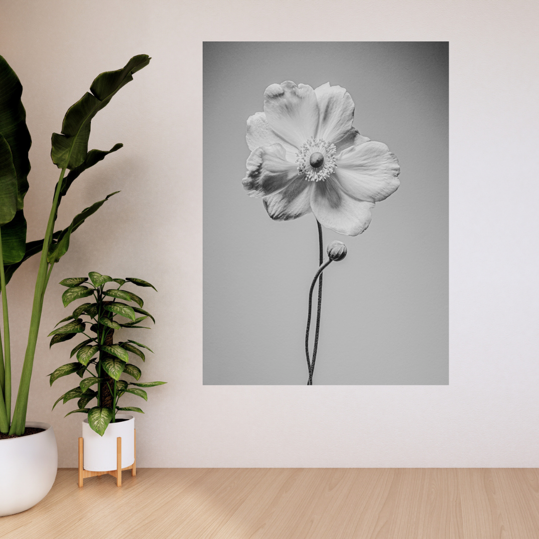 Bloem "De Anemoon"
