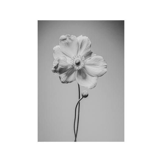 Bloem "De Anemoon"