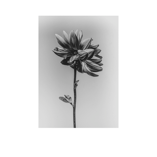 Bloem "De Dahlia I"